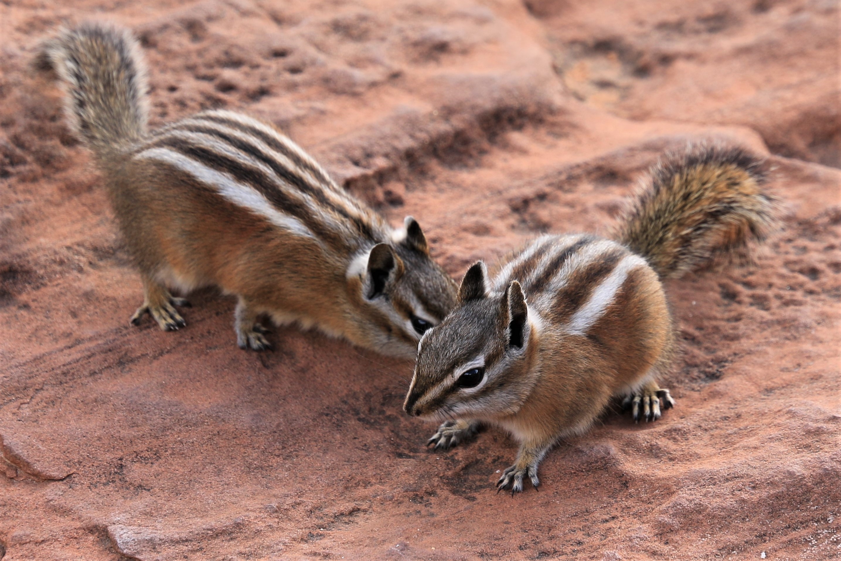 Zion NP